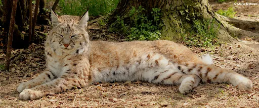 Bobcat