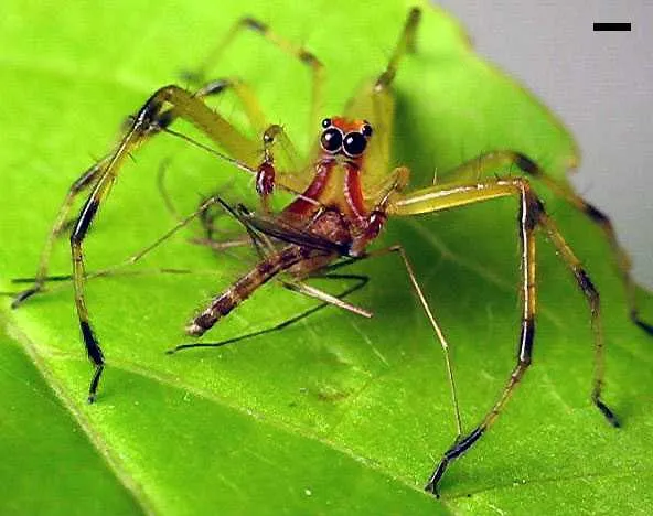 Saltador Verde de Magnolia