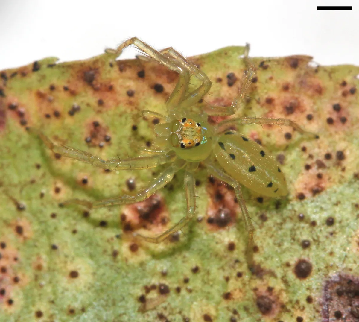Saltador Verde de Magnolia