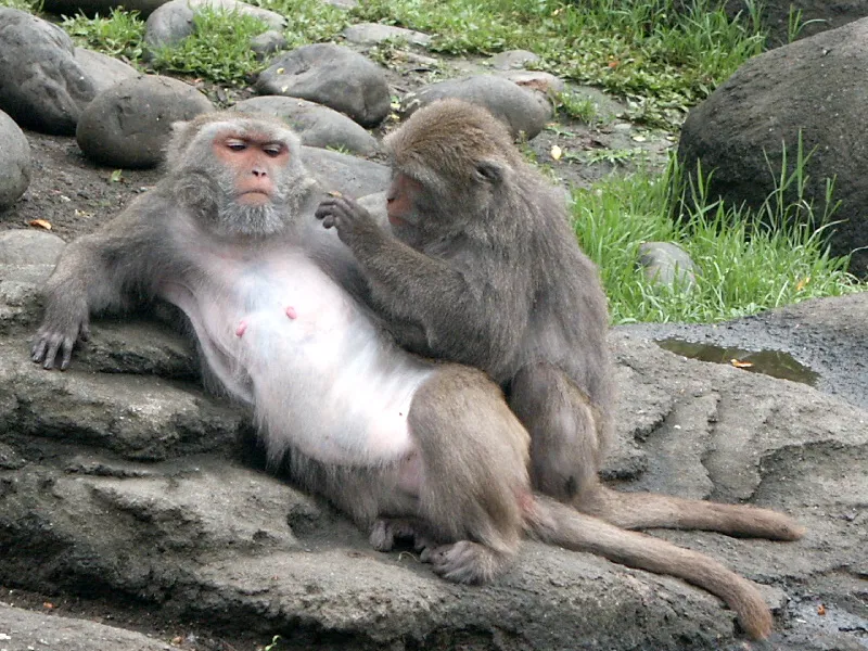 Formosan Rock Macaque