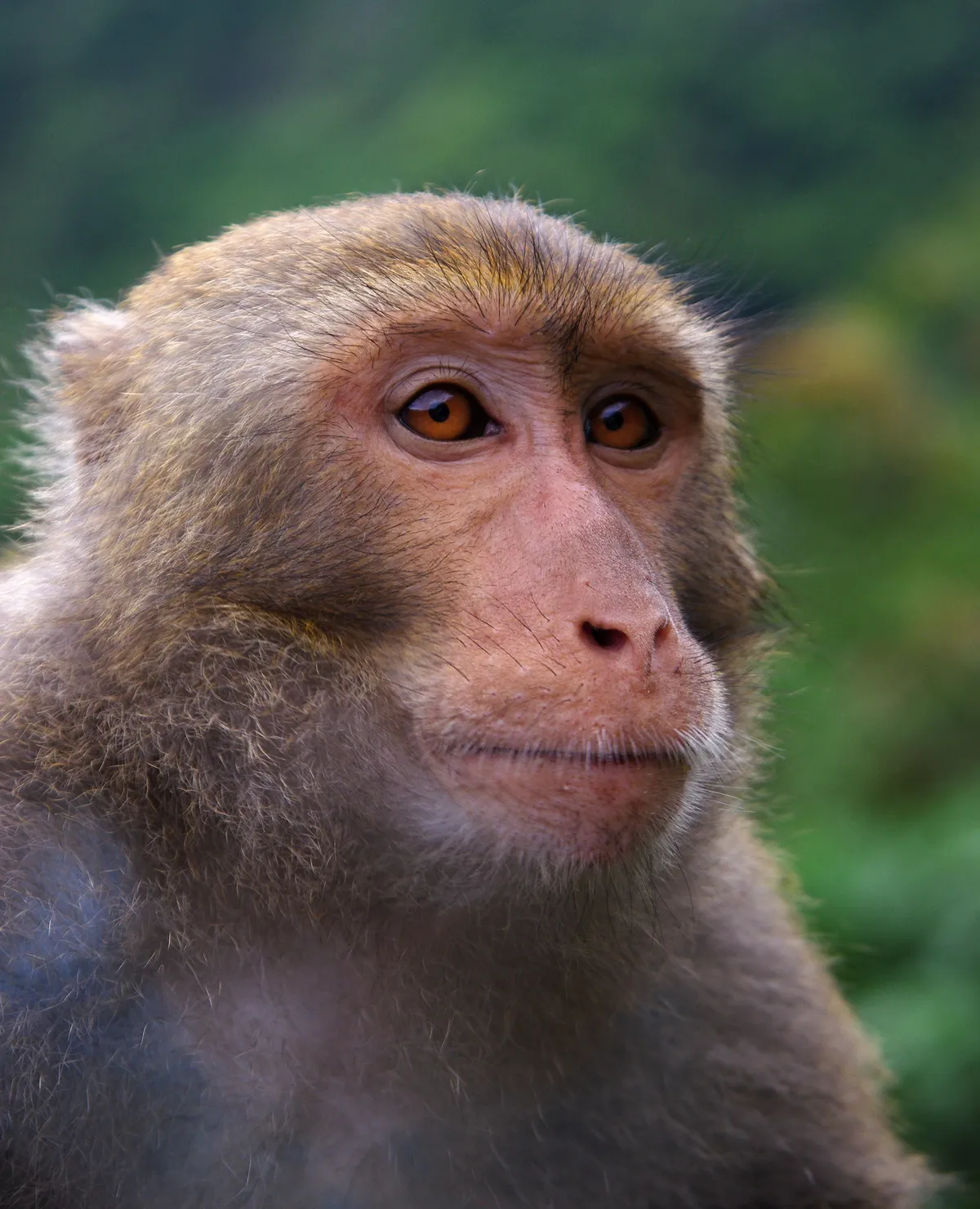 Formosan Rock Macaque