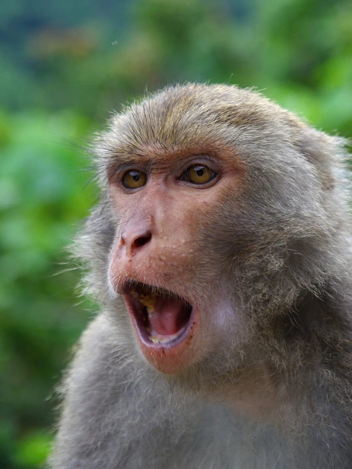 Formosan Rock Macaque