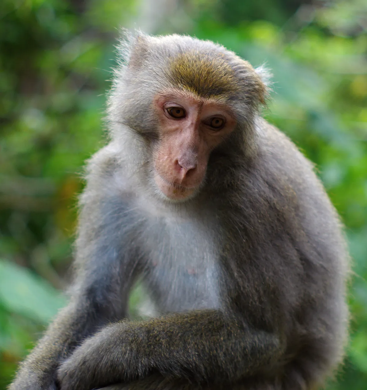Formosan Rock Macaque