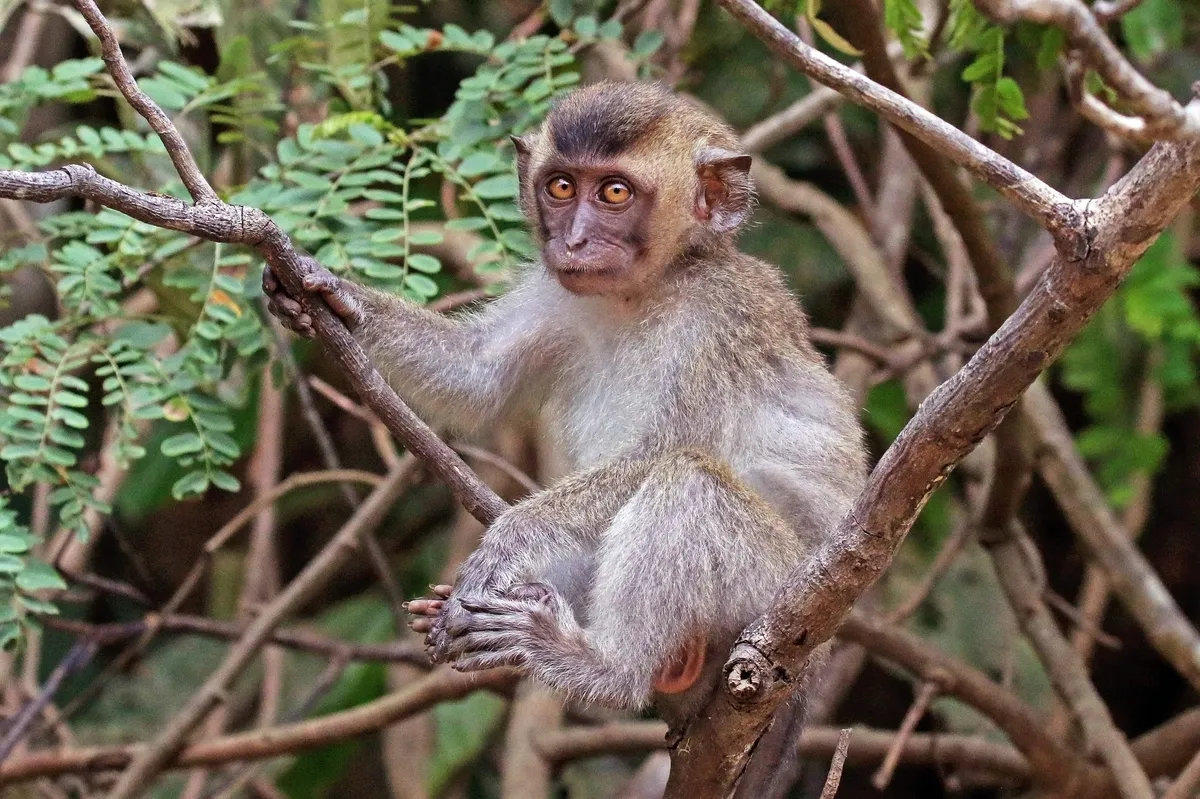 Crab-eating Macaque