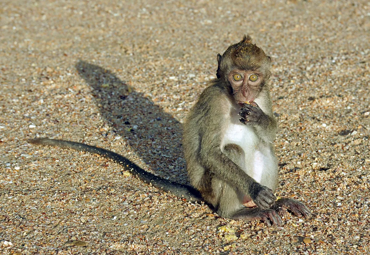 Crab-eating Macaque