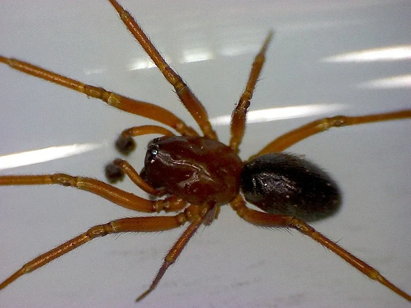 Araña de Tela de Hamaca Rojiza