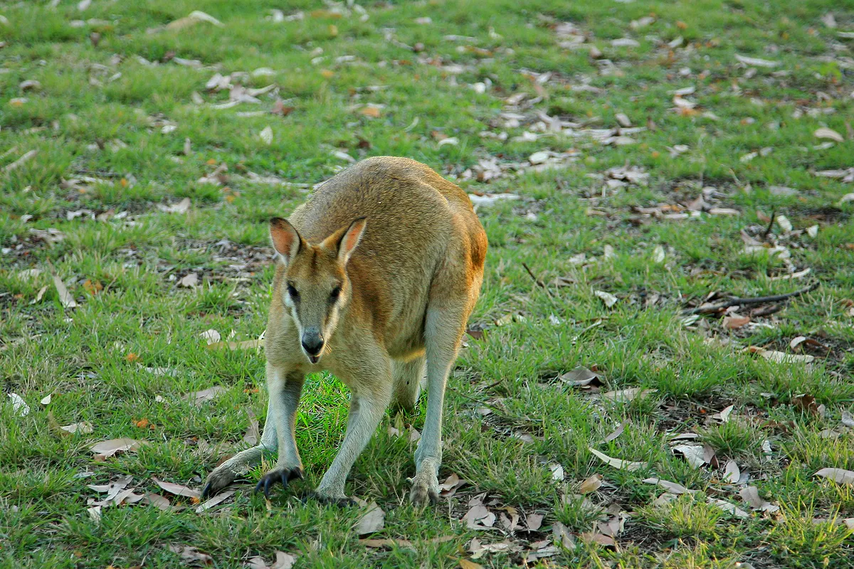 Agile Wallaby