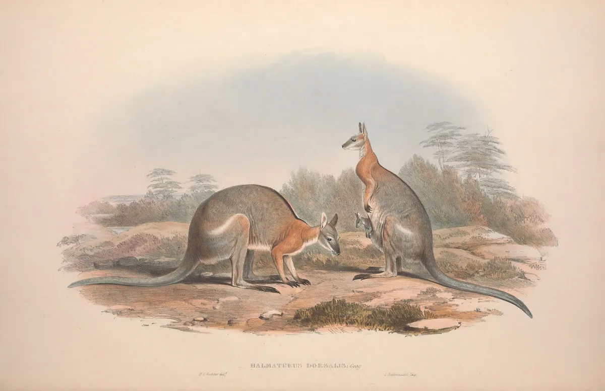Macropus dorsalis