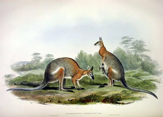 Black-striped Wallaby