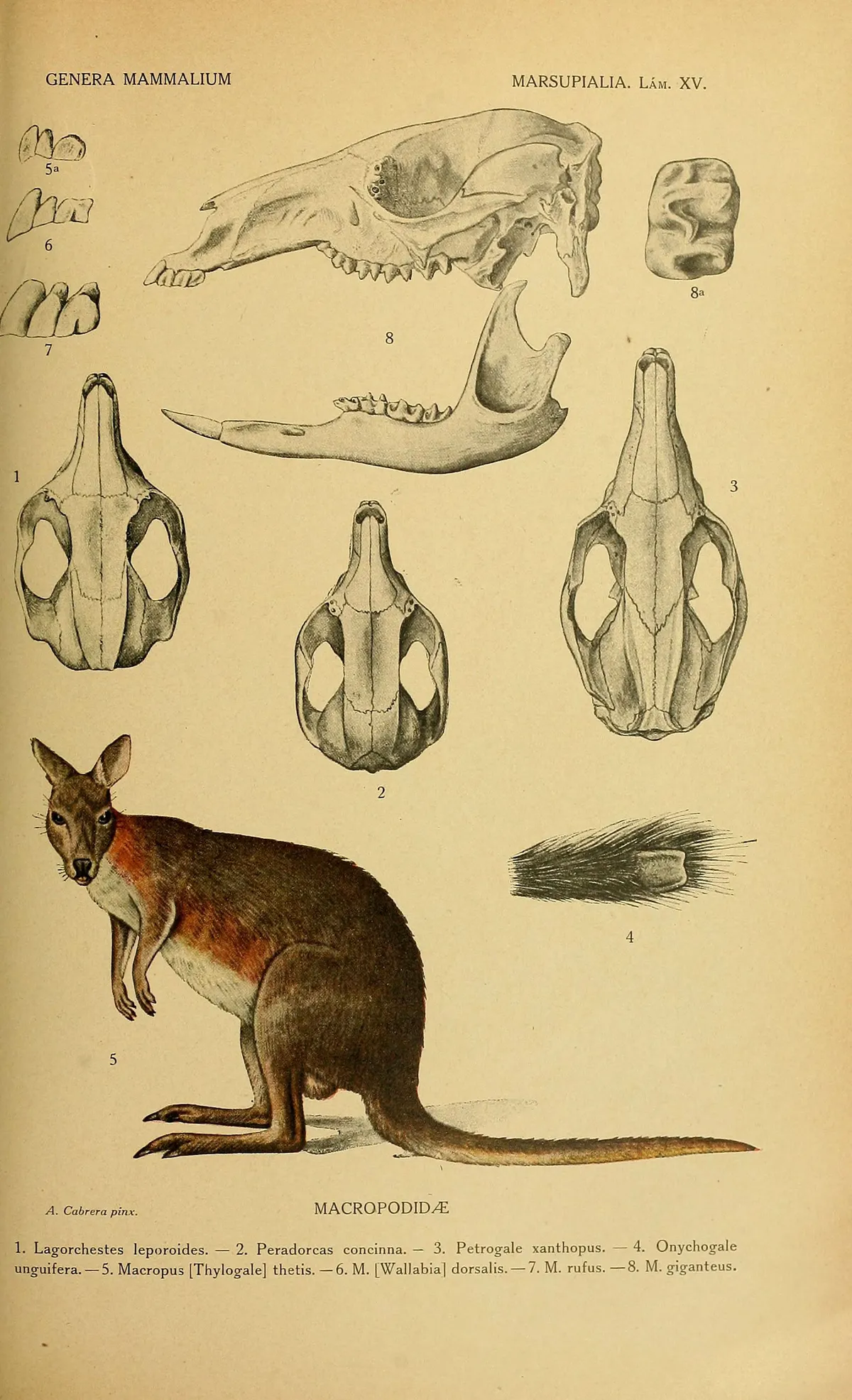 Black-striped Wallaby
