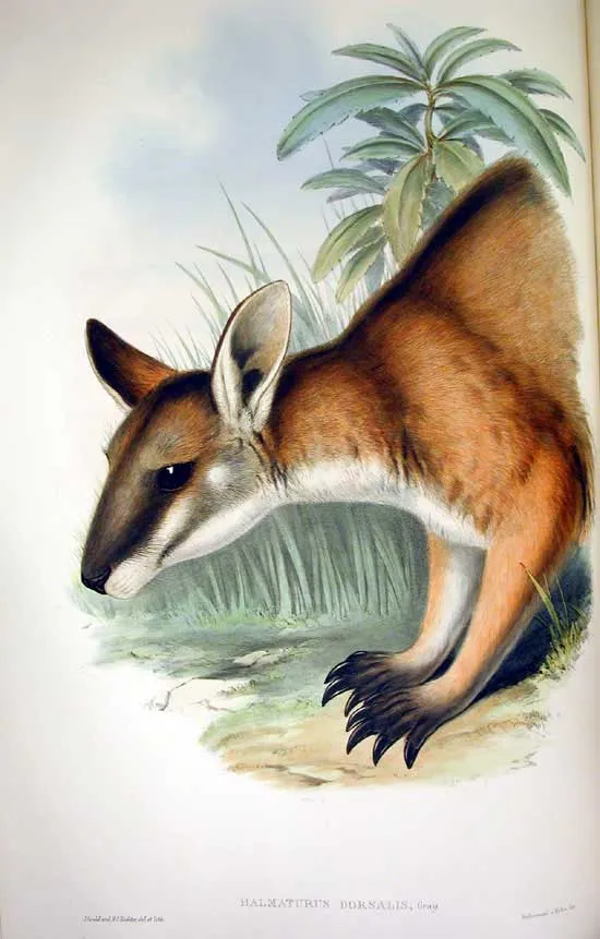 Black-striped Wallaby