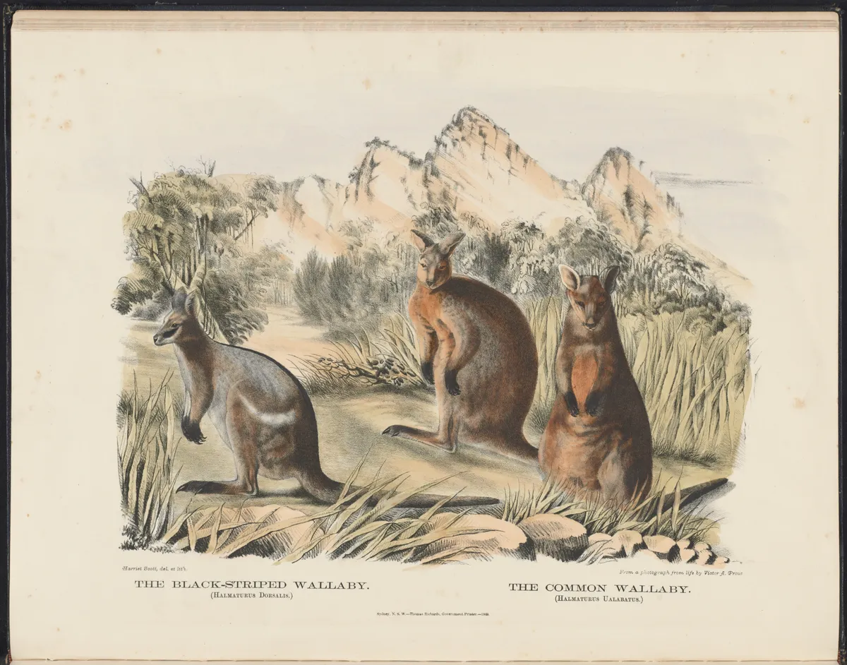 Black-striped Wallaby
