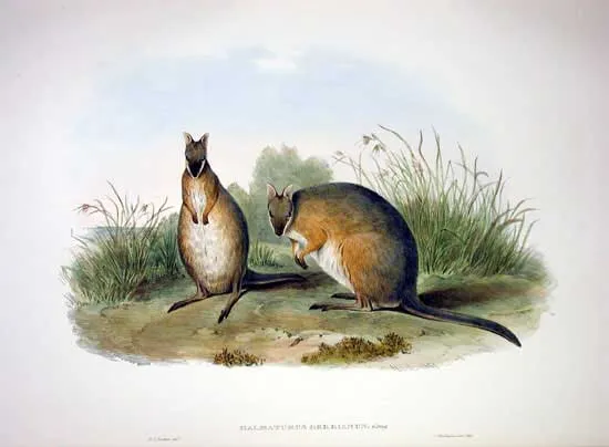 Tammar Wallaby