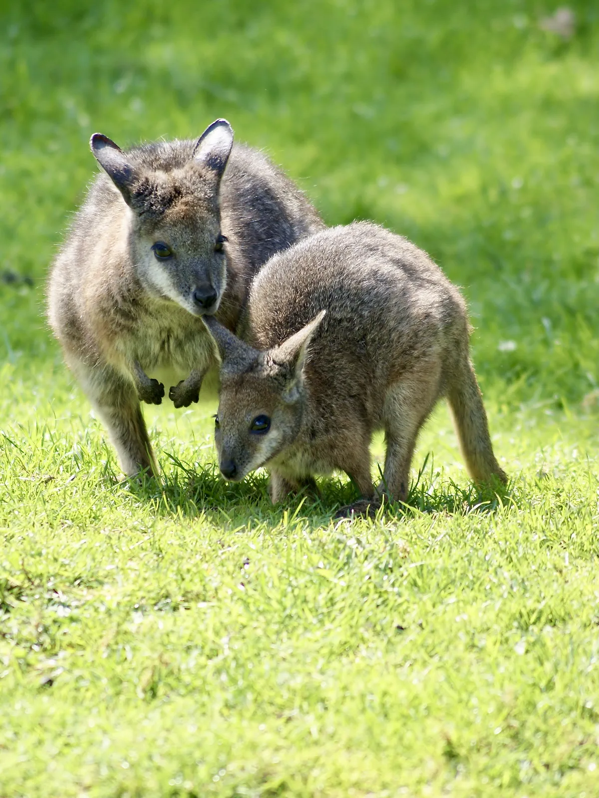 Tammar Wallaby