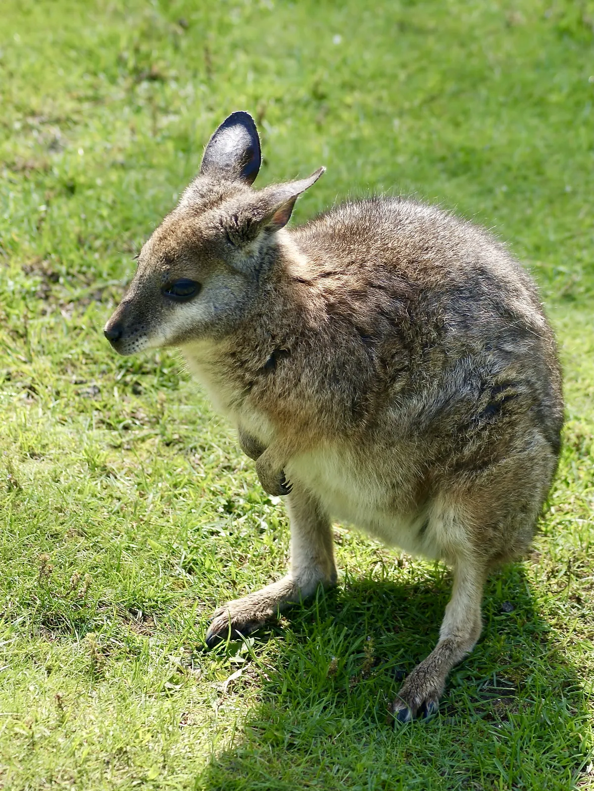 Tammar Wallaby