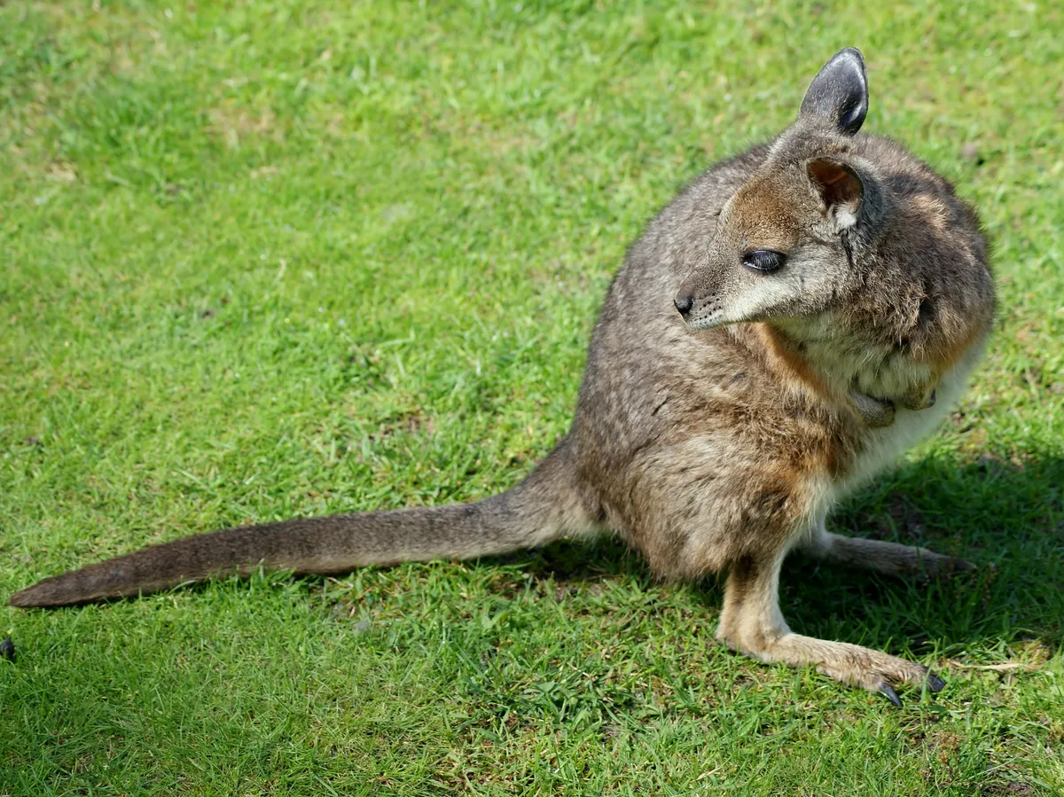 Tammar Wallaby