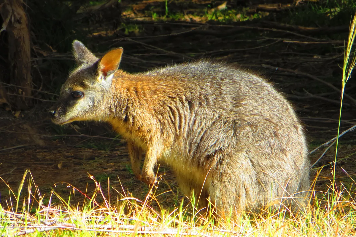 Tammar Wallaby