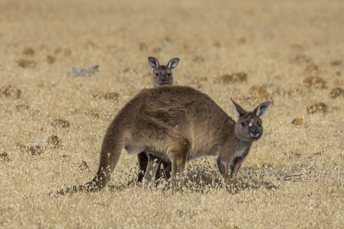 Western Grey Kangaroo