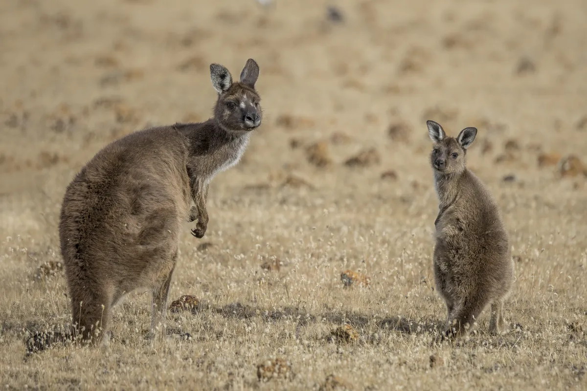 Western Grey Kangaroo