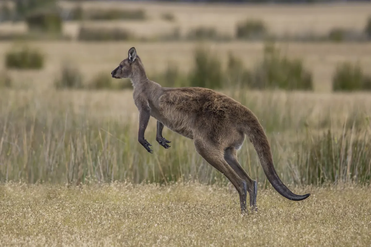 Western Grey Kangaroo