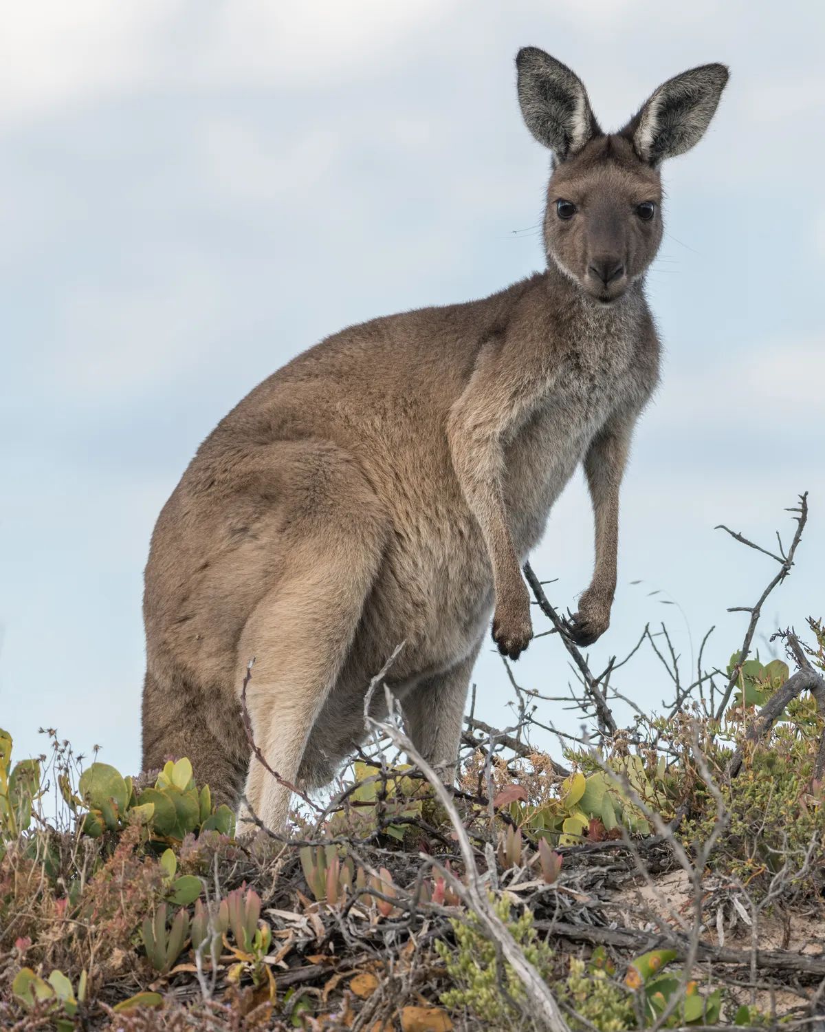 Western Grey Kangaroo