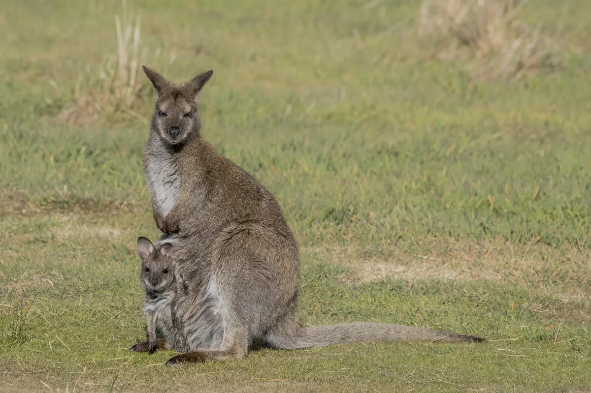 Canguro Gris Oriental