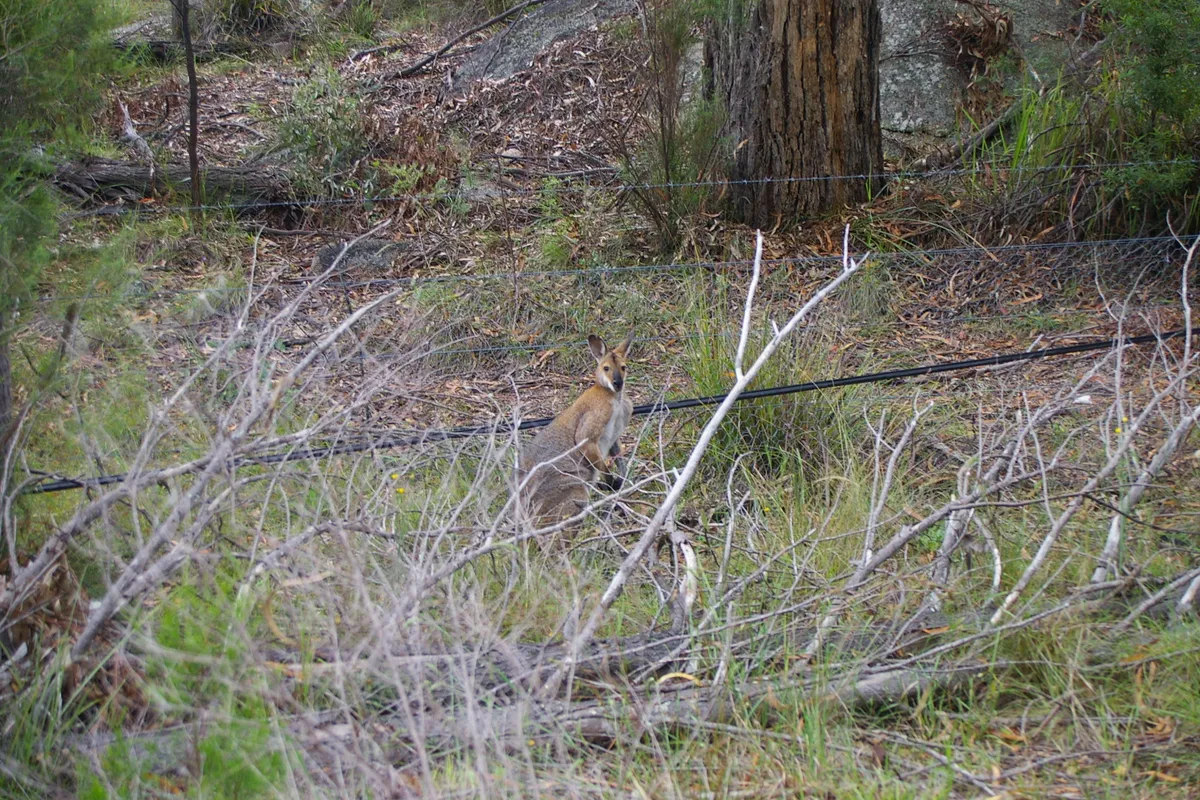 Eastern Wallaroo