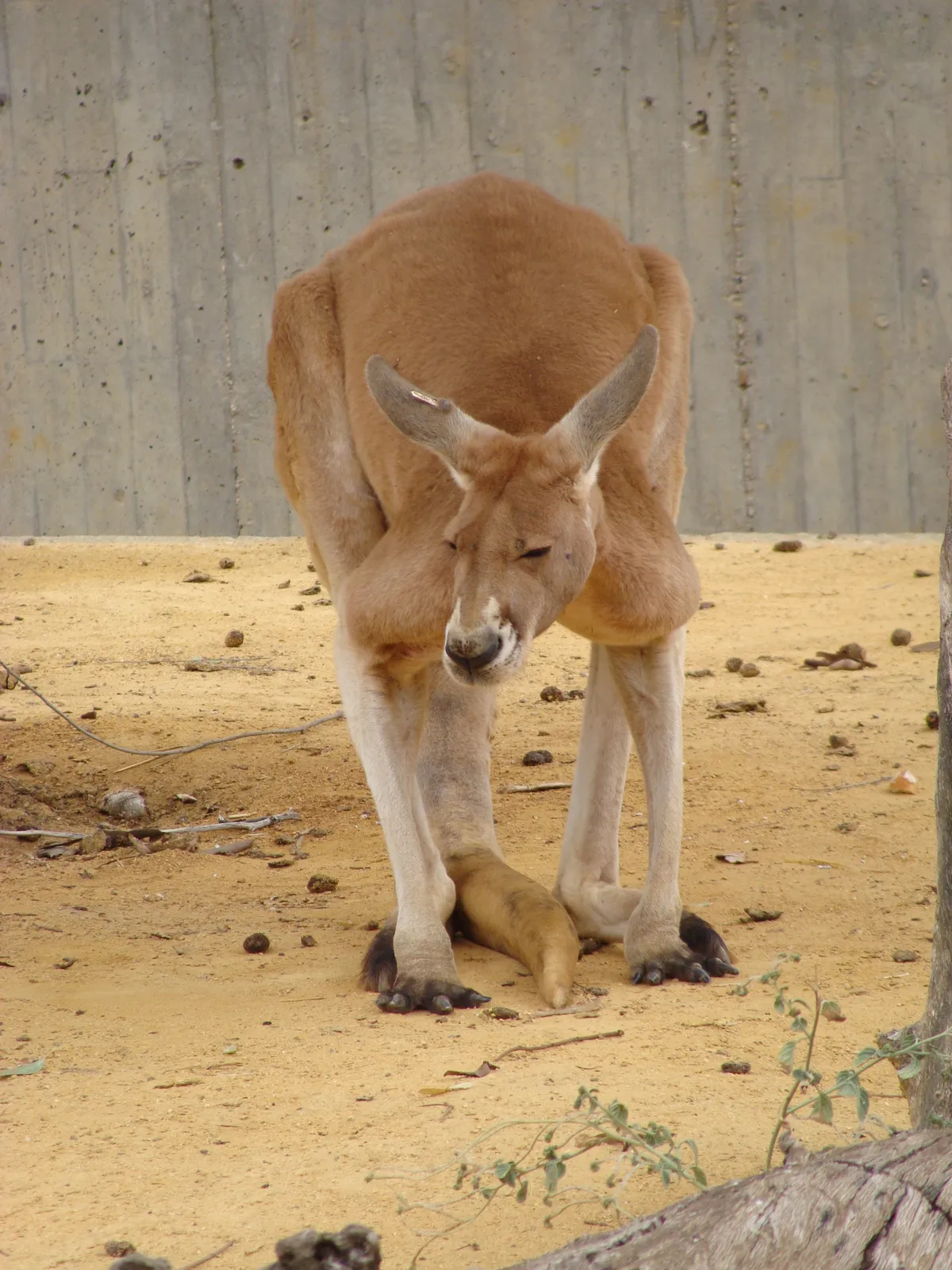 Macropus rufus