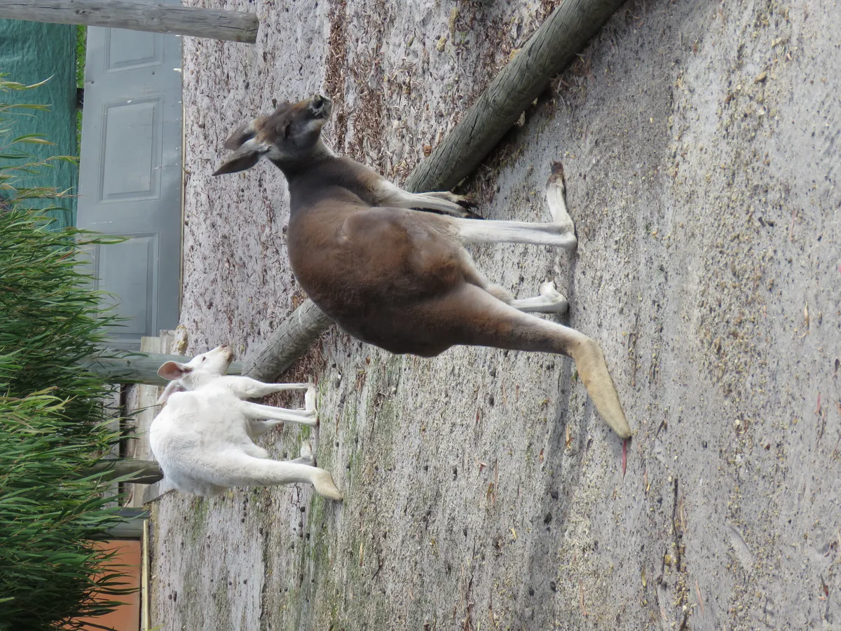 Red Kangaroo