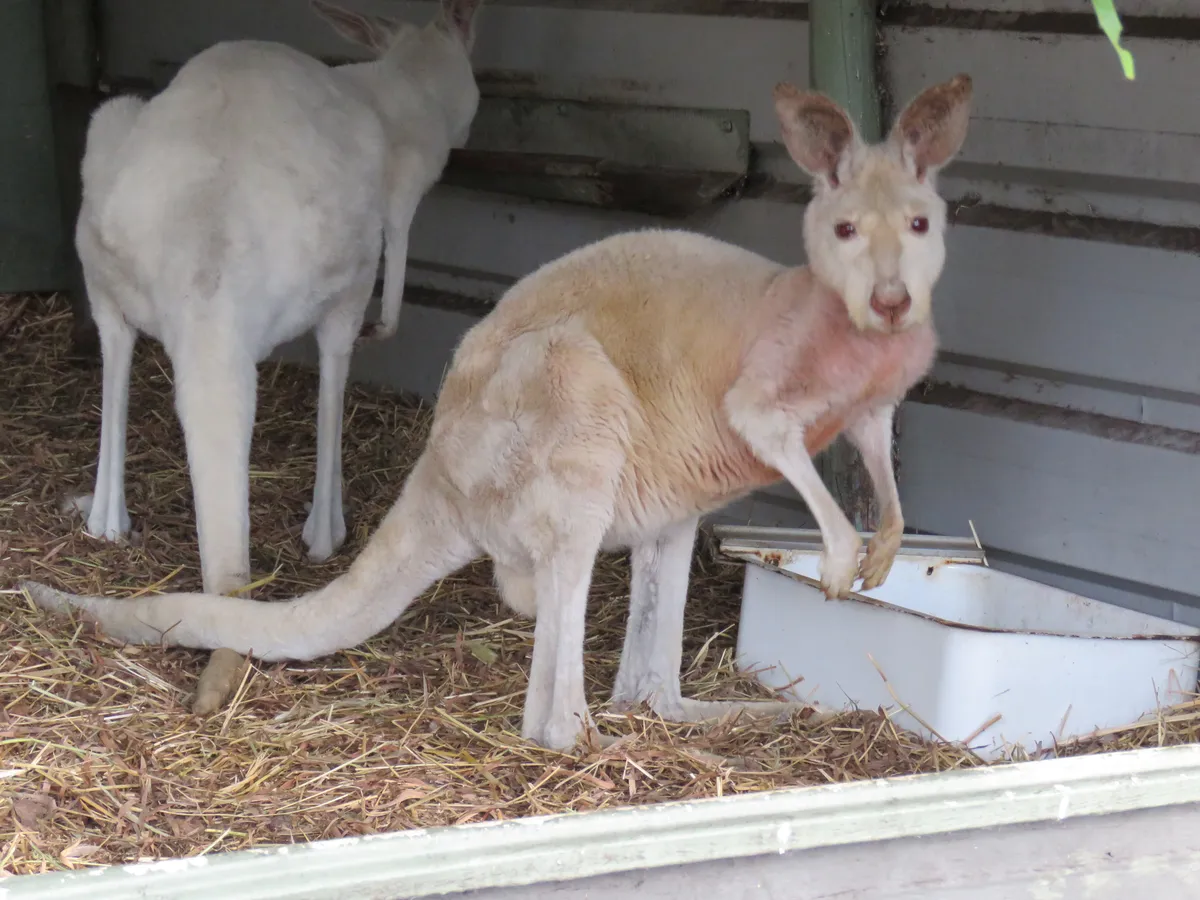 Red Kangaroo