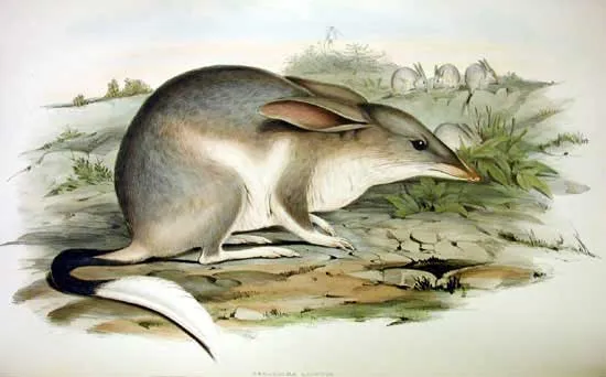 Bilby