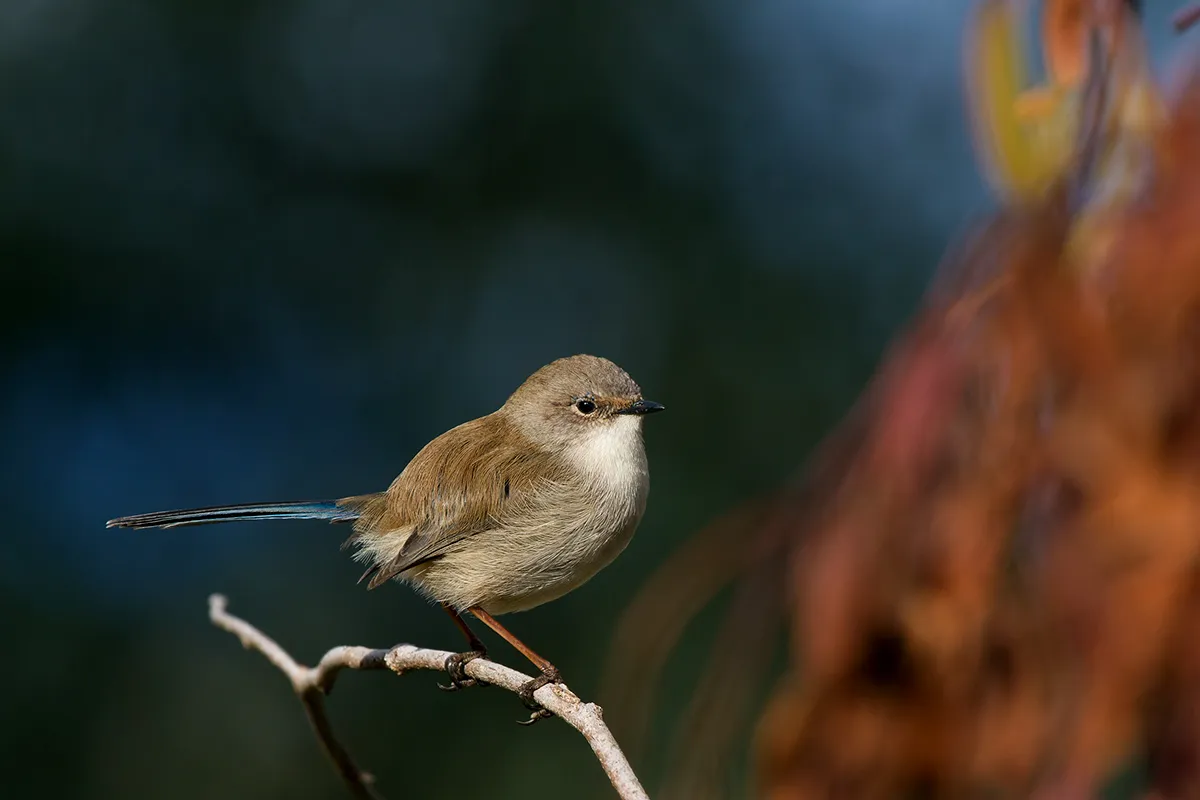 Superb Fairywren