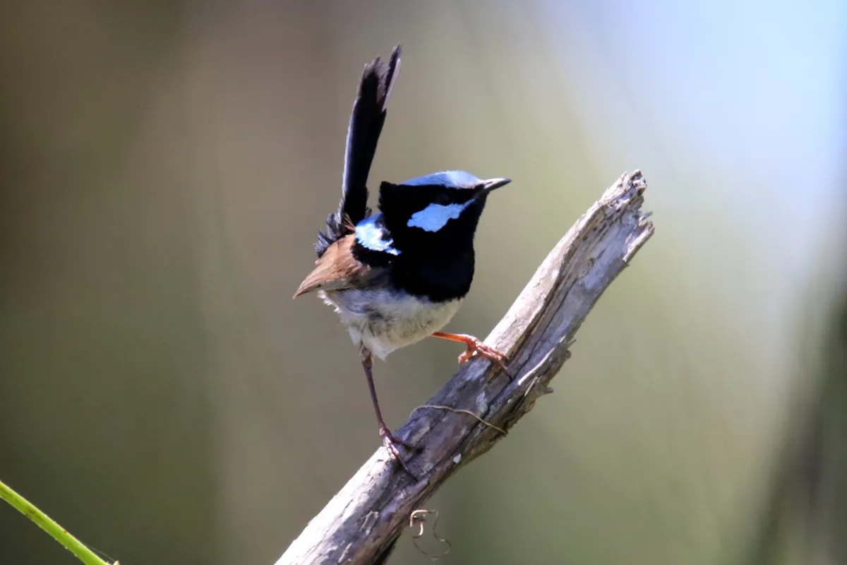 Superb Fairywren