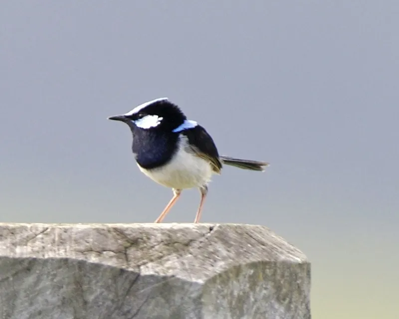 Superb Fairywren