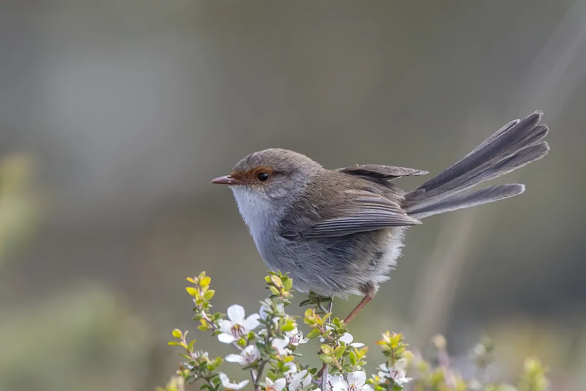 Superb Fairywren