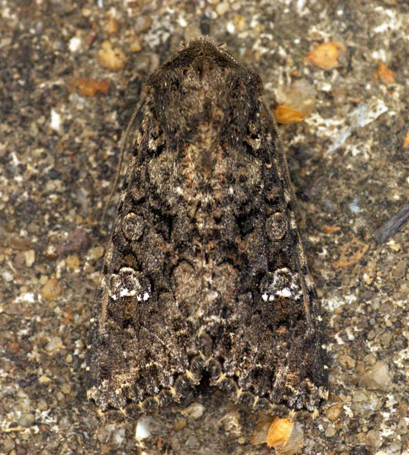 Cabbage Moth