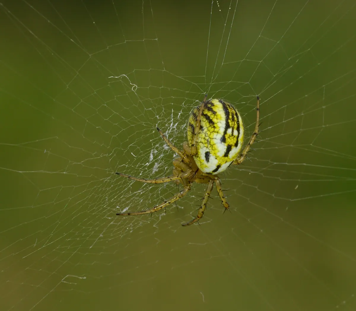 Mangora Orb-Weaver Spider