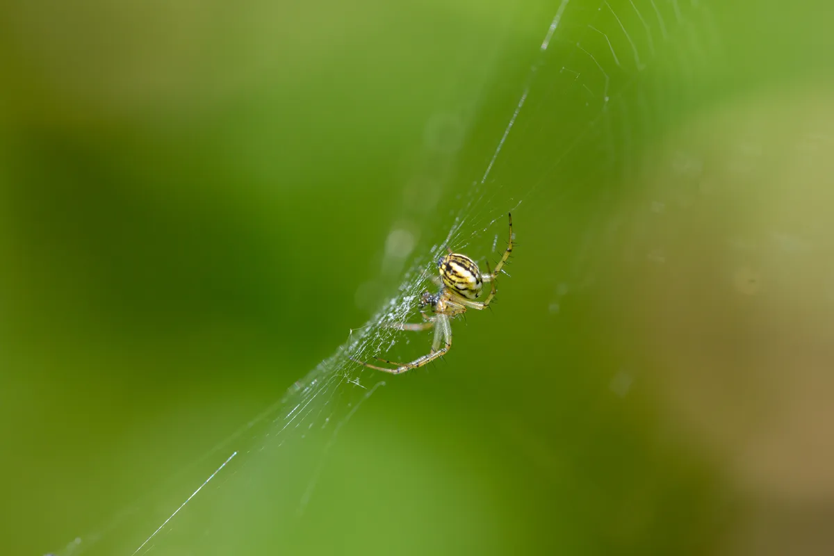 Mangora Orb-Weaver Spider