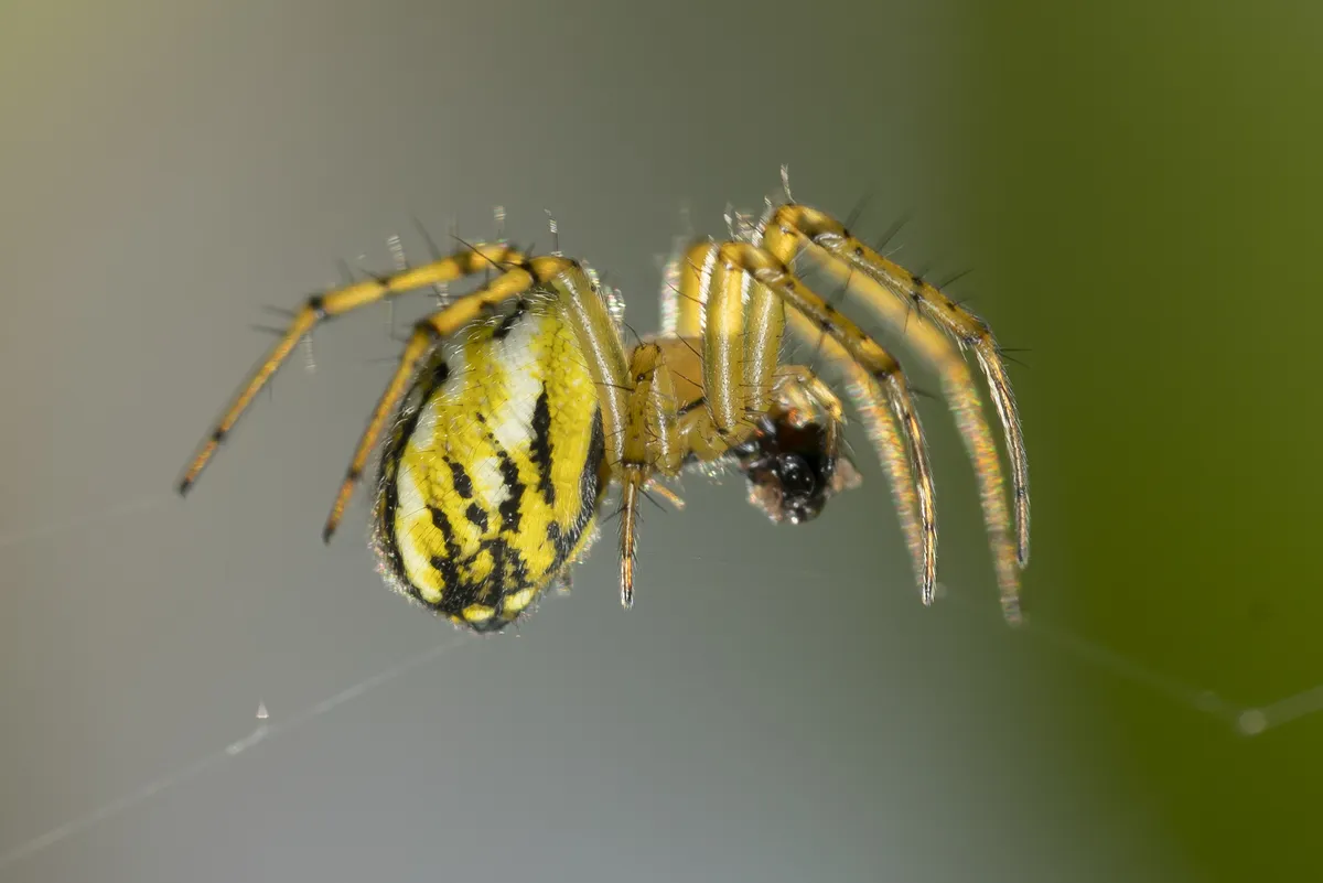 Mangora Orb-Weaver Spider
