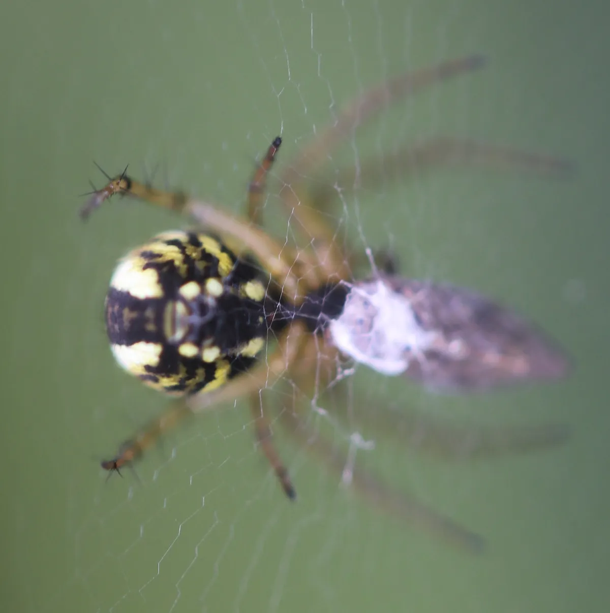 Mangora Orb-Weaver Spider