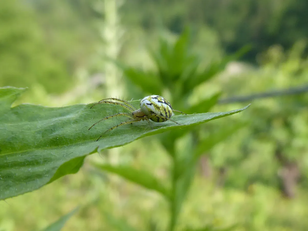 Mangora Orb-Weaver Spider