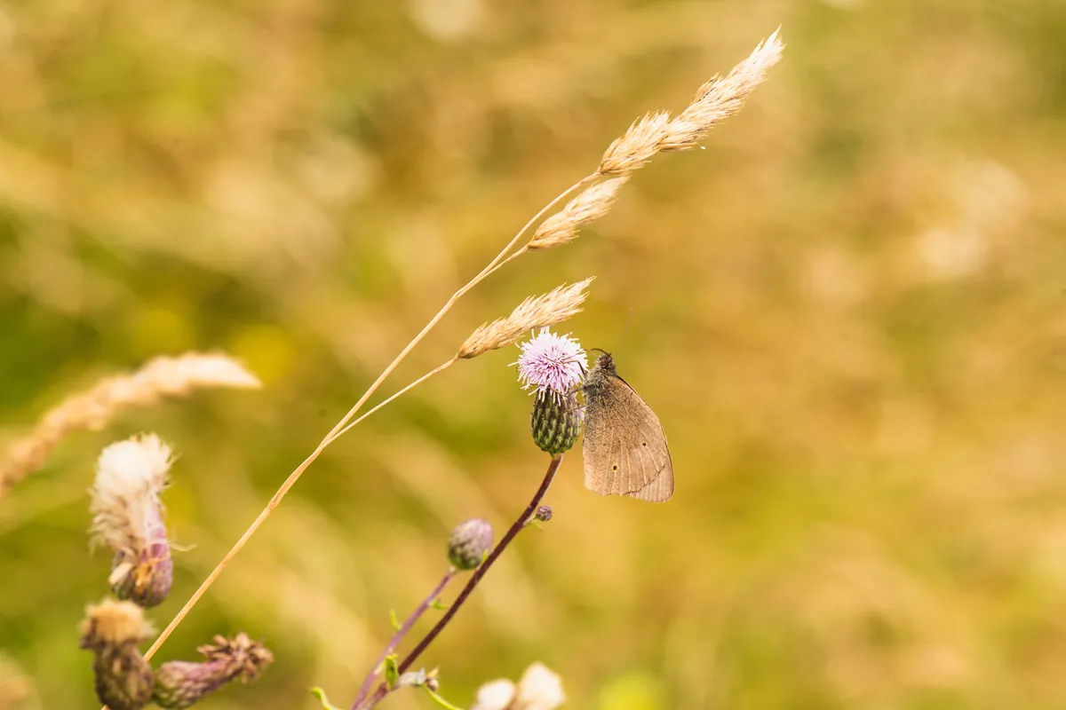 Meadow Brown
