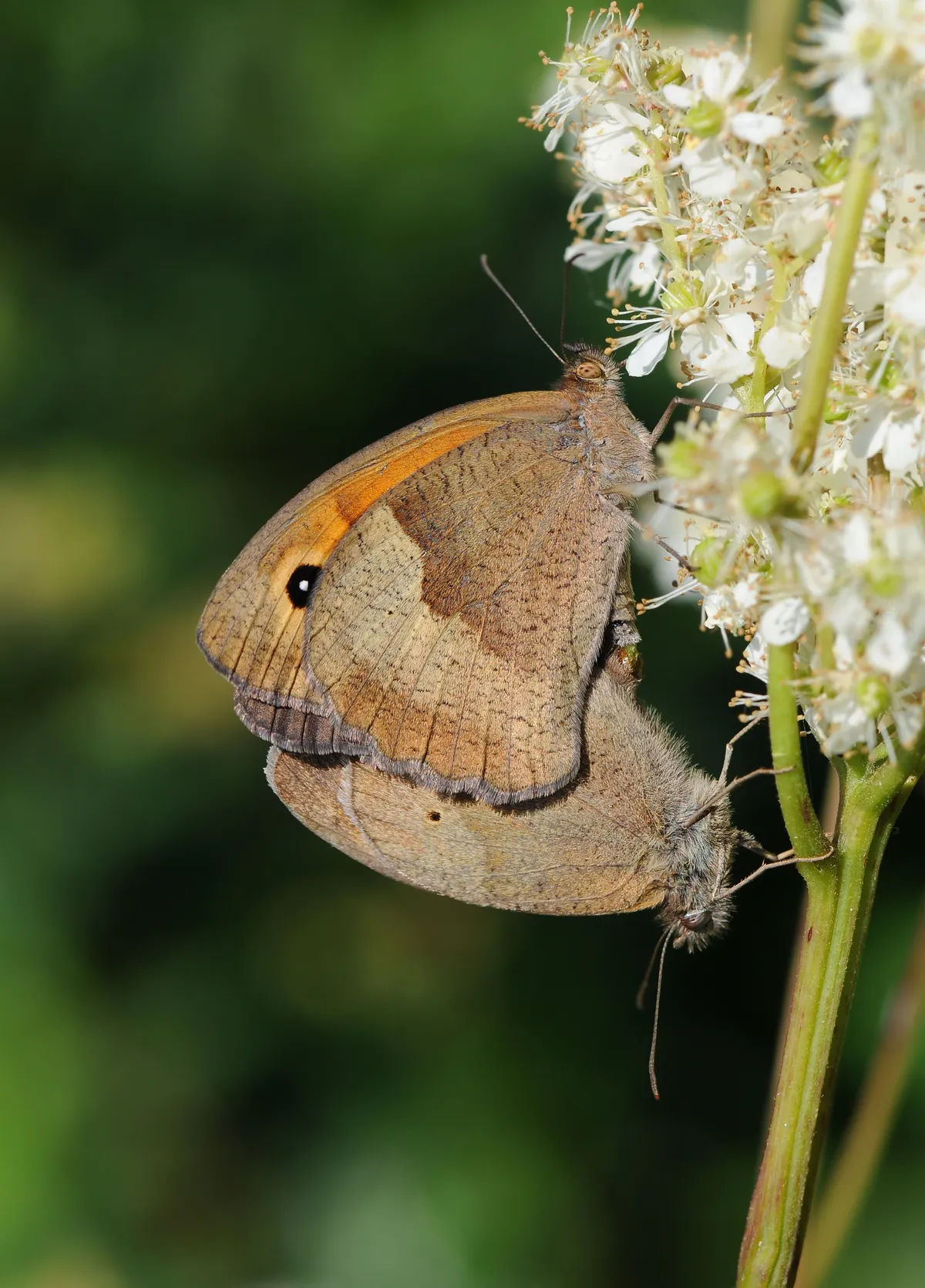 Meadow Brown