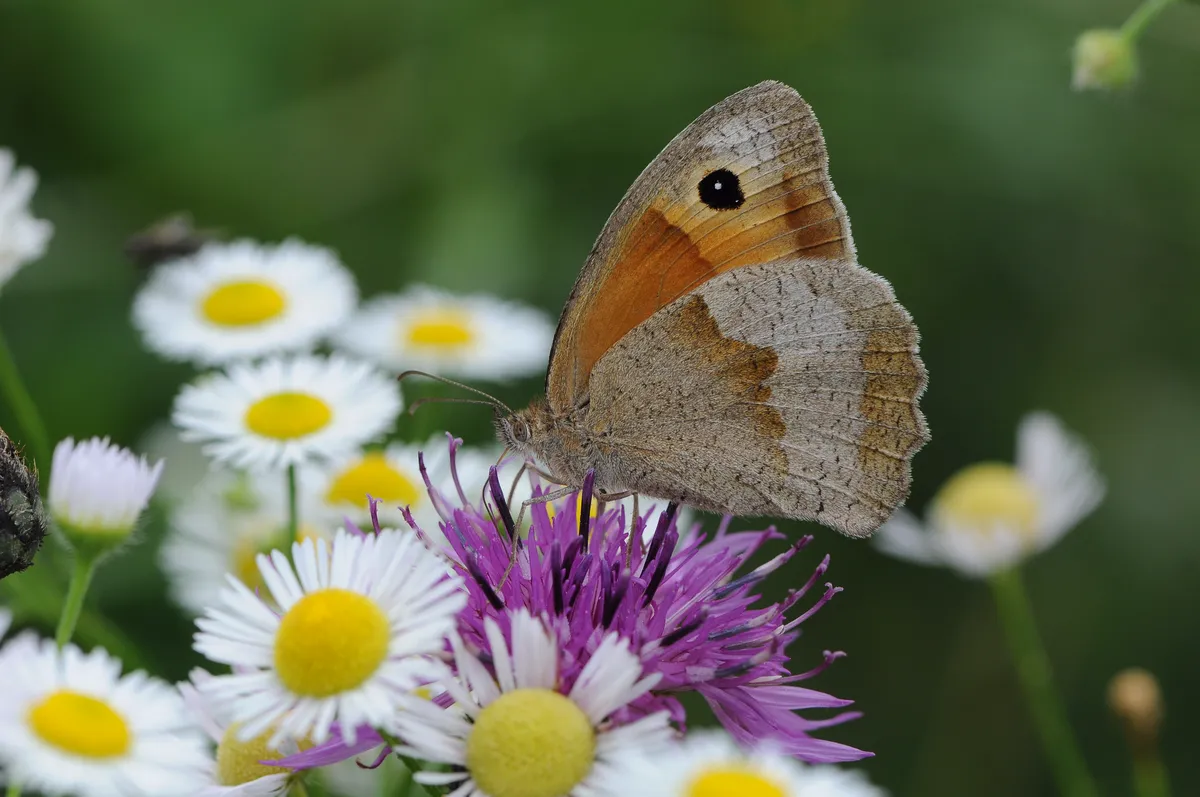 Meadow Brown