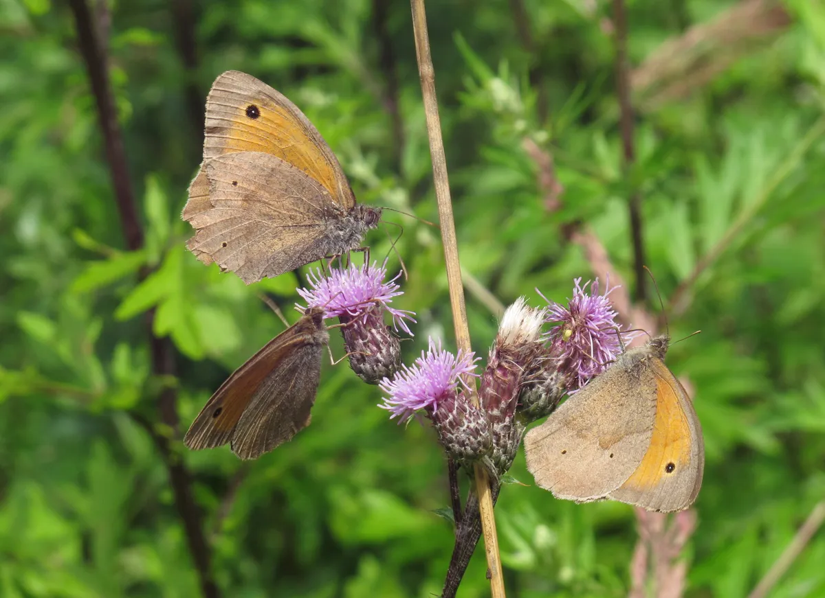 Meadow Brown