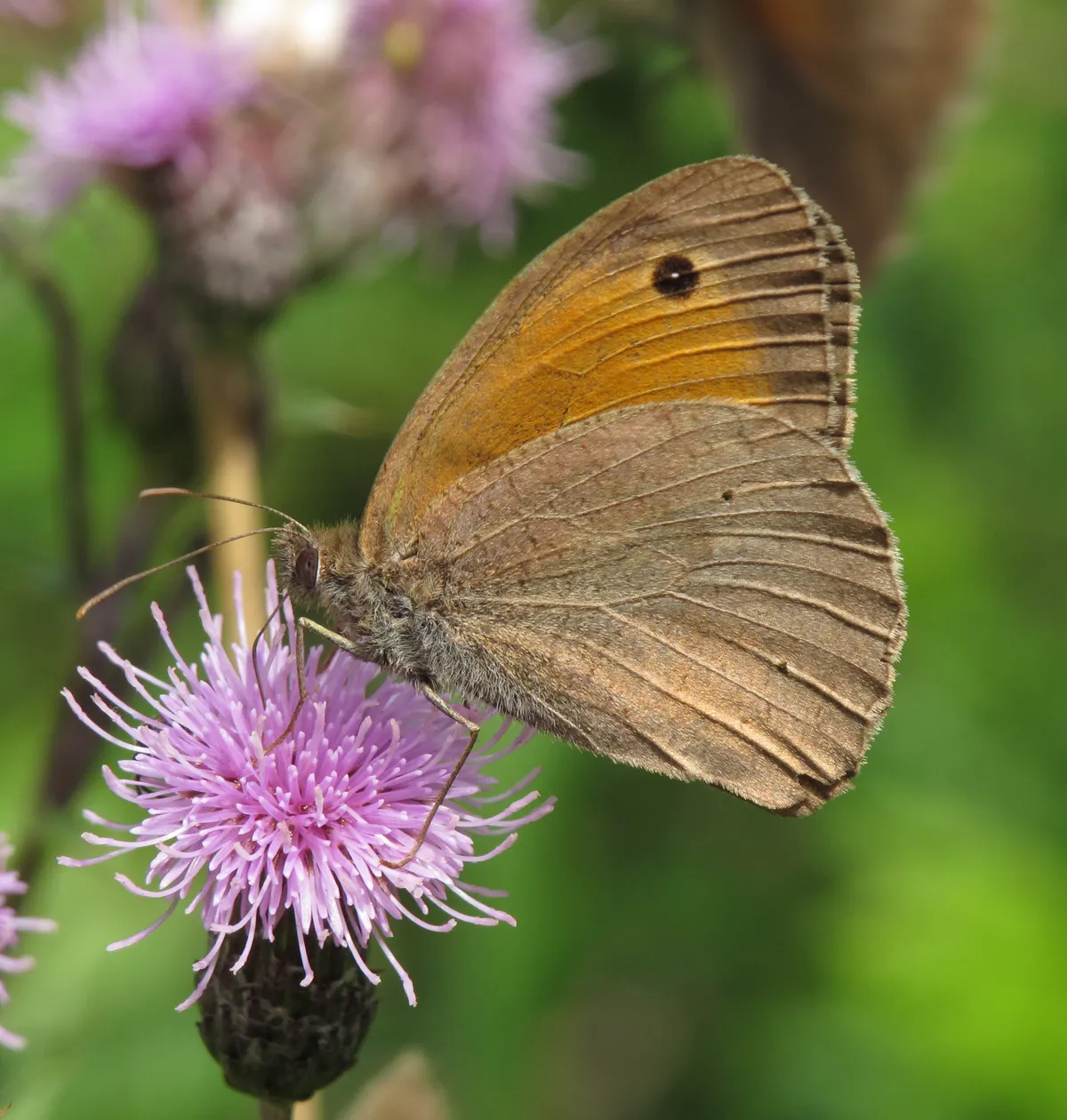 Meadow Brown