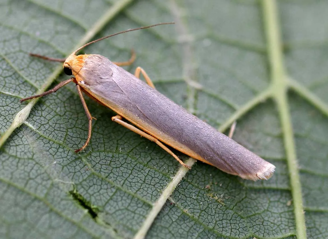 Polilla Footman Escasa