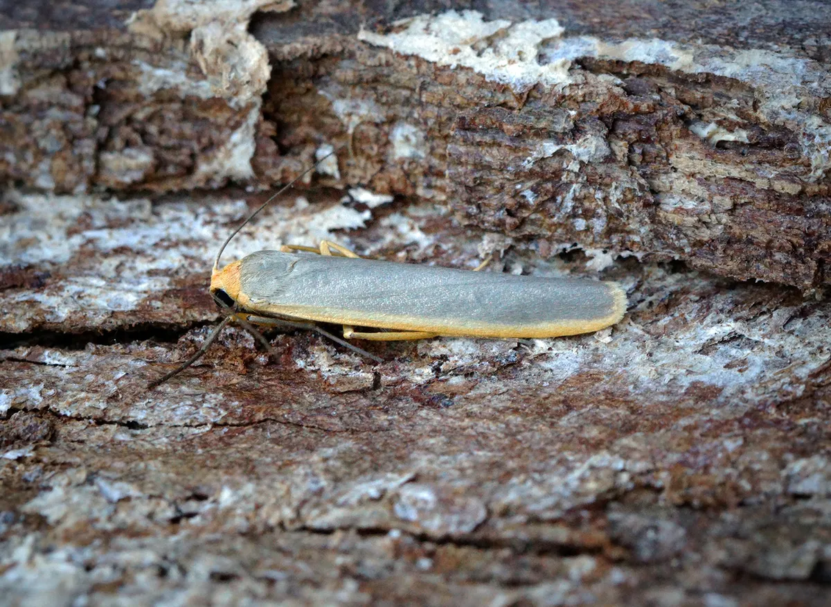 Polilla Footman Escasa