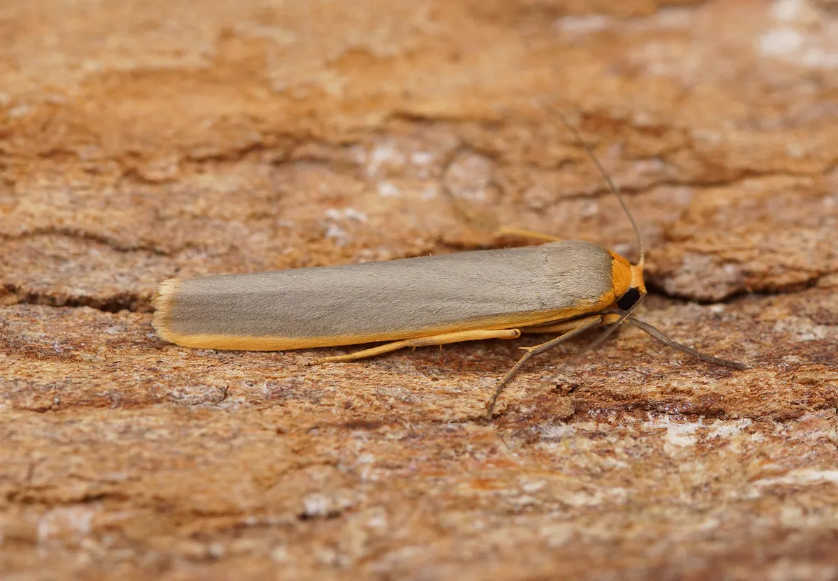Polilla Footman Escasa