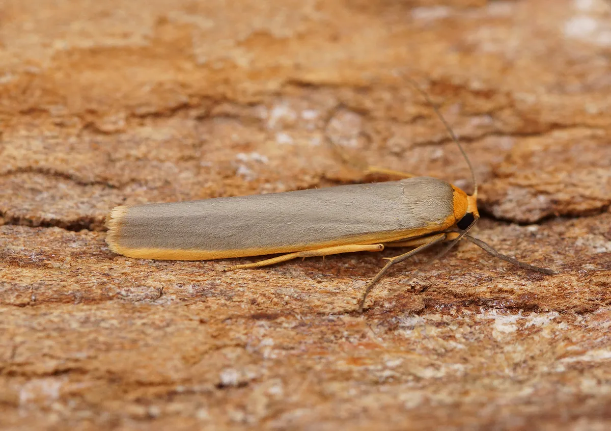Polilla Footman Escasa